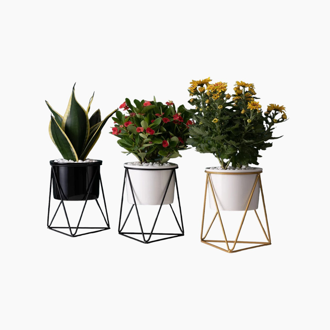 Ceramic Flowerpot with Iron Stand | Modern Planter for Air Plants & Succulents